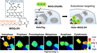Graphical abstract: Long-term imaging of intranuclear Mg2+ dynamics during mitosis using a localized fluorescent probe