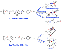 Graphical abstract: Sequence dependent folding motifs of the secondary structures of Gly-Pro and Pro-Gly containing oligopeptides