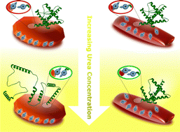 Graphical abstract: The effect of spin exchange interaction on protein structural stability