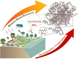 Graphical abstract: ReaxFF molecular dynamics simulation of the thermal decomposition reaction of bio-based polyester materials