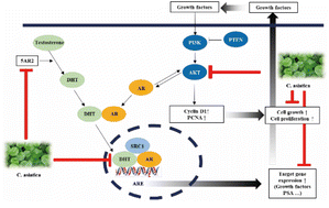 Graphical abstract: Inhibitory effects of Centella asiatica (L.) Urban on enlarged prostate through androgen receptor and PI3K/Akt signaling pathways