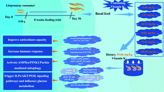 Graphical abstract: Dietary vitamin K3 activates mitophagy, improves antioxidant capacity, immunity and affects glucose metabolism in Litopenaeus vannamei