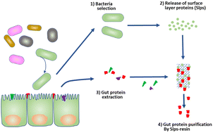 Graphical abstract: Lactobacillus johnsonii enhances the gut barrier integrity via the interaction between GAPDH and the mouse tight junction protein JAM-2