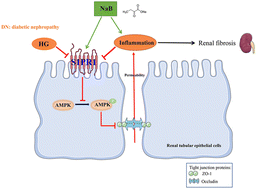 Graphical abstract: Sodium butyrate ameliorated diabetic nephropathy-associated tubulointerstitial inflammation by modulating the tight junctions of renal tubular epithelial cells