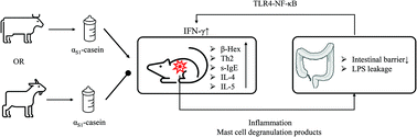 Graphical abstract: Cow's milk αS1-casein is more sensitizing than goat's milk αS1-casein in a mouse model