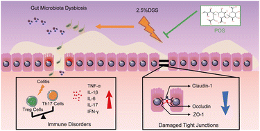 Graphical abstract: Preventive effect of pectic oligosaccharides on acute colitis model mice: modulating epithelial barrier, gut microbiota and Treg/Th17 balance