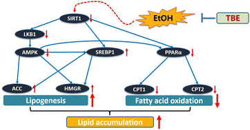 Graphical abstract: The important role of glycerophospholipid metabolism in the protective effects of polyphenol-enriched Tartary buckwheat extract against alcoholic liver disease