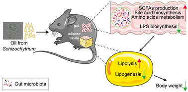 Graphical abstract: Microalgae oil from Schizochytrium sp. alleviates obesity and modulates gut microbiota in high-fat diet-fed mice