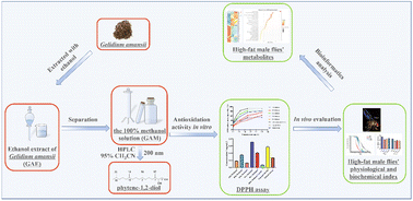 Graphical abstract: Mechanisms of the ethanol extract of Gelidium amansii for slow aging in high-fat male Drosophila by metabolomic analysis