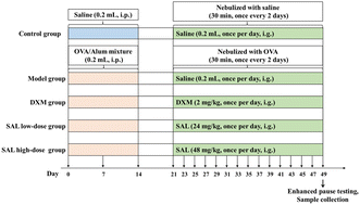 Graphical abstract: Mechanistic study of salidroside on ovalbumin-induced asthmatic model mice based on untargeted metabolomics analysis
