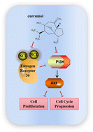 Graphical abstract: Curcumol inhibits breast cancer growth via NCL/ERα36 and the PI3K/AKT pathway