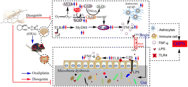 Graphical abstract: Diosgenin relieves oxaliplatin-induced pain by affecting TLR4/NF-κB inflammatory signaling and the gut microbiota