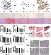 Graphical abstract: Quercetin ameliorates hepatic fat accumulation in high-fat diet-induced obese mice via PPARs