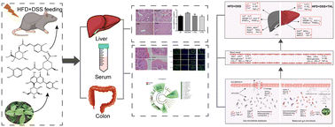 Graphical abstract: Tetrastigma hemsleyanum leaf extracts ameliorate NAFLD in mice with low-grade colitis via the gut–liver axis