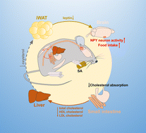 Graphical abstract: Diet containing stearic acid increased food intake in mice by reducing serum leptin compared with oleic acid