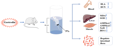 Graphical abstract: Effects and mechanism of gastrodin supplementation on exercise-induced fatigue in mice