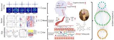 Graphical abstract: Microbiome–metabolomics analysis reveals the potential effect of verbascoside in alleviating cognitive impairment in db/db mice