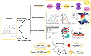 Graphical abstract: Hyperoside inhibits pancreatic lipase activity in vitro and reduces fat accumulation in vivo