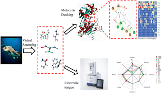 Graphical abstract: Identification of umami peptides based on virtual screening and molecular docking from Atlantic cod (Gadus morhua)