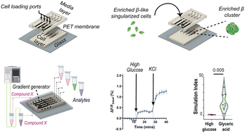 Graphical abstract: Multiplexed microfluidic platform for stem-cell derived pancreatic islet β cells
