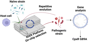 Graphical abstract: An automated system for interrogating the evolution of microbial endosymbiosis