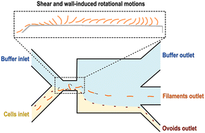 Graphical abstract: Shear-enhanced sorting of ovoid and filamentous bacterial cells using pinch flow fractionation