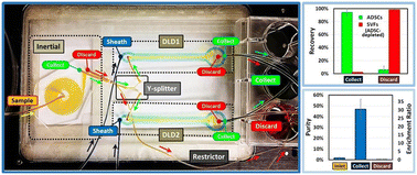 Graphical abstract: Label-free enrichment of human adipose-derived stem cells using a continuous microfluidic sorting cascade
