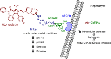 Graphical abstract: Design and synthesis of atorvastatin derivatives with enhanced water solubility, hepatoselectivity and stability