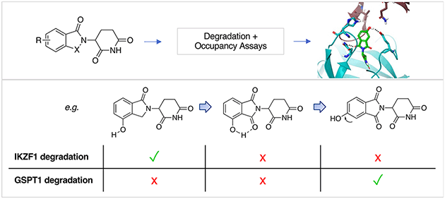 Graphical abstract: Structural rationalization of GSPT1 and IKZF1 degradation by thalidomide molecular glue derivatives