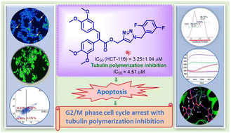 Graphical abstract: Exploration of cytotoxic potential and tubulin polymerization inhibition activity of cis-stilbene-1,2,3-triazole congeners