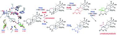 Graphical abstract: Structure-based engineering of α-ketoglutarate dependent oxygenases in fungal meroterpenoid biosynthesis