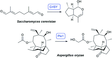 Graphical abstract: Engineering fungal terpene biosynthesis