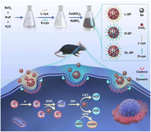 Graphical abstract: Chiral Se@CeO2 superparticles for ameliorating Parkinson's disease