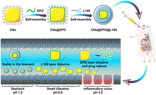 Graphical abstract: Programmed pH-responsive core–shell nanoparticles for precisely targeted therapy of ulcerative colitis