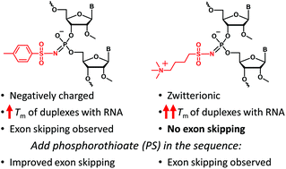 Graphical abstract: Phosphorothioate modification improves exon-skipping of antisense oligonucleotides based on sulfonyl phosphoramidates in mdx mouse myotubes