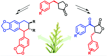 Graphical abstract: The enantioselective total syntheses of (+)-7-oxohinokinin, (+)-7-oxoarcitin, (+)-conicaol B and (−)-isopolygamain