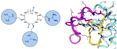 Graphical abstract: Targeting the tubulin C-terminal tail by charged small molecules