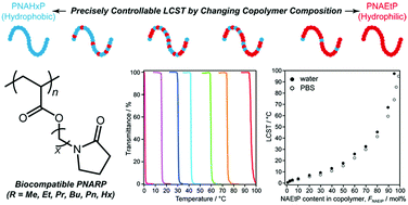 Graphical abstract: Biocompatible poly(N-(ω-acryloyloxy-n-alkyl)-2-pyrrolidone)s with widely-tunable lower critical solution temperatures (LCSTs): a promising alternative to poly(N-isopropylacrylamide)
