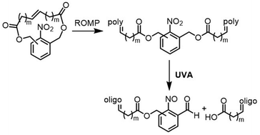 Graphical abstract: The formation of photodegradable nitrophenylene polymers via ring-opening metathesis polymerization