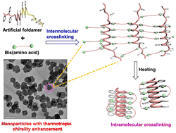 Graphical abstract: Thermotropic chirality enhancement of nanoparticles constructed from foldamer/bis(amino acid) complexes