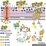 Graphical abstract: Retracted Article: Cefotaxime incorporated bimetallic silver-selenium nanoparticles: promising antimicrobial synergism, antibiofilm activity, and bacterial membrane leakage reaction mechanism