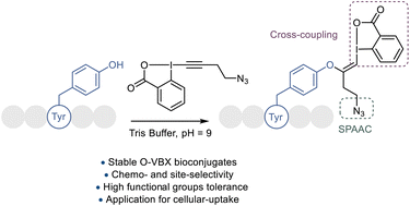 Graphical abstract: Tyrosine bioconjugation with hypervalent iodine