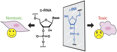 Graphical abstract: The influence of chirality on the behavior of oligonucleotides inside cells: revealing the potent cytotoxicity of G-rich l-RNA