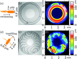 Graphical abstract: Crack patterns of drying dense bacterial suspensions