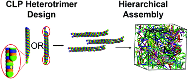 Graphical abstract: Impact of collagen-like peptide (CLP) heterotrimeric triple helix design on helical thermal stability and hierarchical assembly: a coarse-grained molecular dynamics simulation study