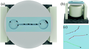Graphical abstract: Spontaneous population oscillation of confined active granular particles