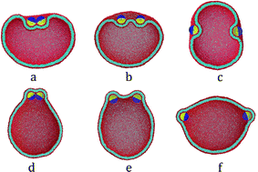 Graphical abstract: Modes of adhesion of two Janus nanoparticles on the outer or inner side of lipid vesicles