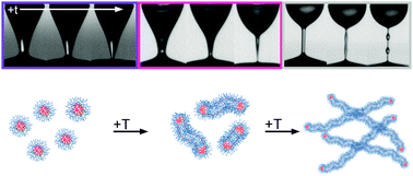 Graphical abstract: Temperature-controlled dripping-onto-substrate (DoS) extensional rheometry of polymer micelle solutions