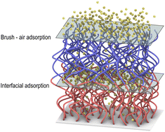 Graphical abstract: Enhanced vapor sorption in block and random copolymer brushes