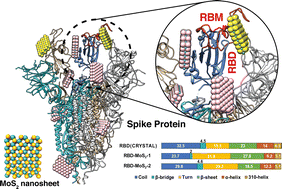 Graphical abstract: MoS2 nanosheets effectively bind to the receptor binding domain of the SARS-CoV-2 spike protein and destabilize the spike–human ACE2 receptor interactions